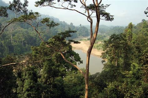  Taman Negara: Un'Antica Foresta Pluviale e un Rifugio per la Fauna Selvatica!