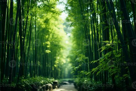 La Foresta del Bambù: Un Oasis Verde di Tranquillità e Incanto!